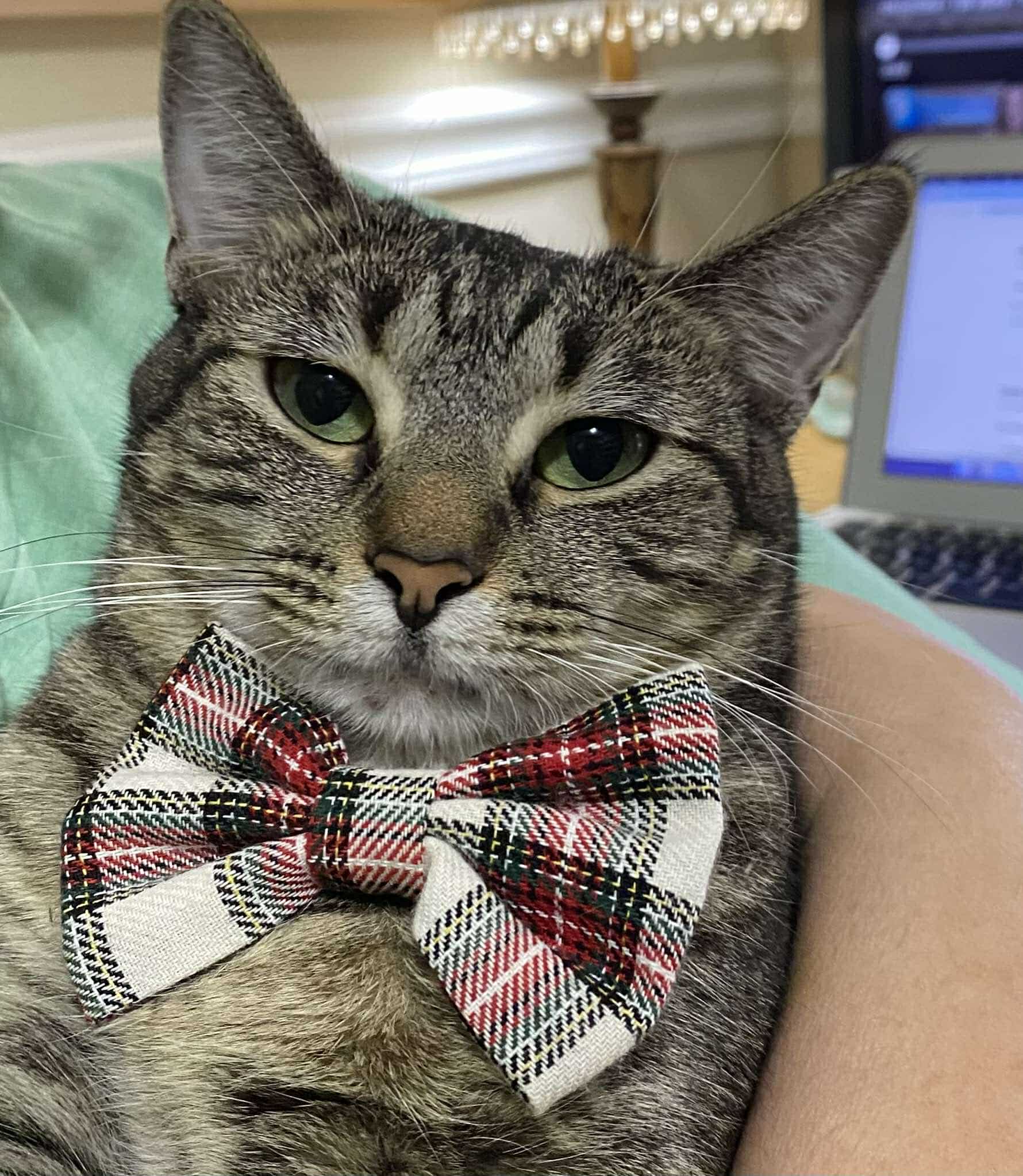 Brittany, an adoptable Tabby in Walls, MS, 38680 | Photo Image 1