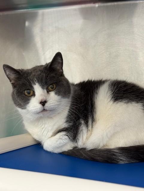 Bella, a ADOPTABLE Domestic Short Hair in Whitby, ON image 3/3