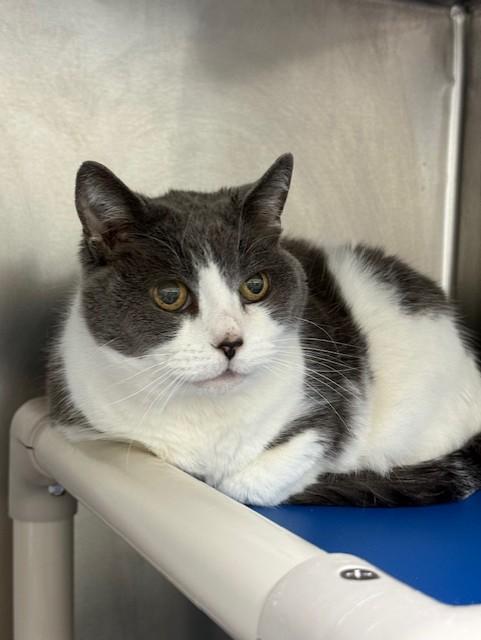 Bella, ADOPTABLE, Senior Female Domestic Short Hair.