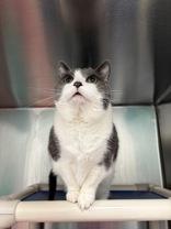 Bella, a ADOPTABLE Domestic Short Hair in Whitby, ON image 2/3