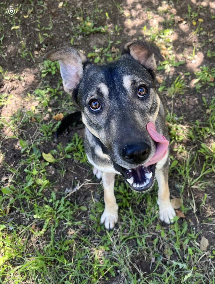 Enlarge Cypress, a Adoptable mixed breed in Glenwood Springs, CO image 2/6