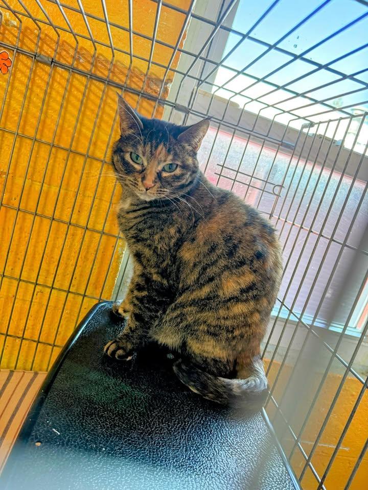 Majestic, Adoptable, Adult Female American Shorthair.