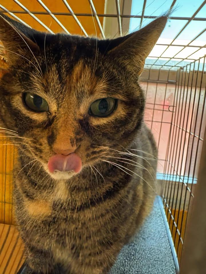 Enlarge Majestic, a Adoptable American Shorthair in Reeds Spring, MO image 3/4