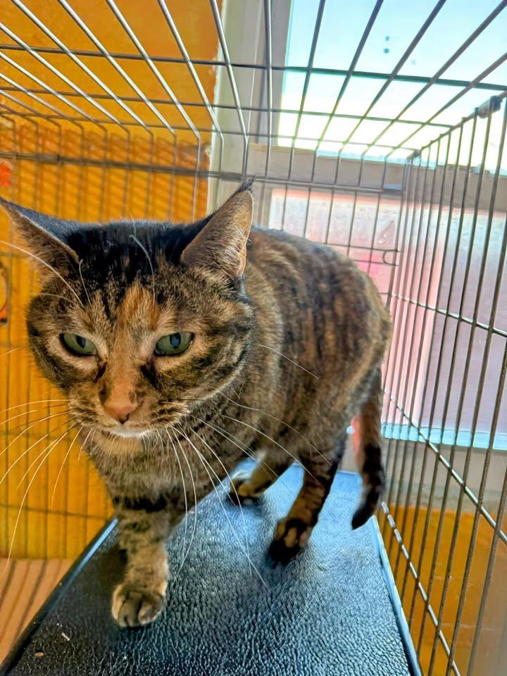 Enlarge Majestic, a Adoptable American Shorthair in Reeds Spring, MO image 4/4