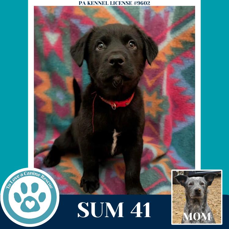 Sum 41 (Ellie May's Warped Tour Setlist), Adoptable, Puppy Male Australian Cattle Dog / Blue Heeler.