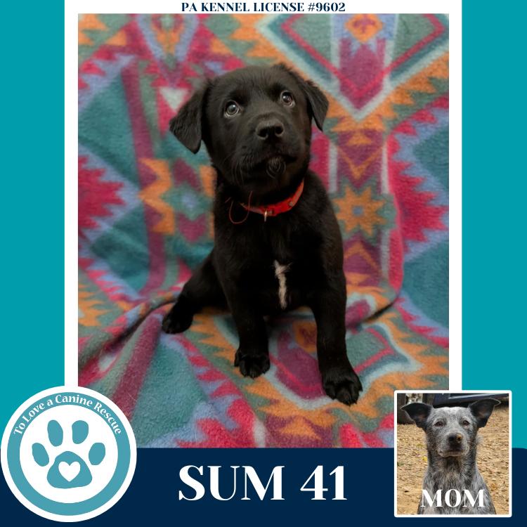 Enlarge Sum 41 (Ellie May's Warped Tour Setlist), a Adoptable mixed breed in Kimberton, PA image 2/6