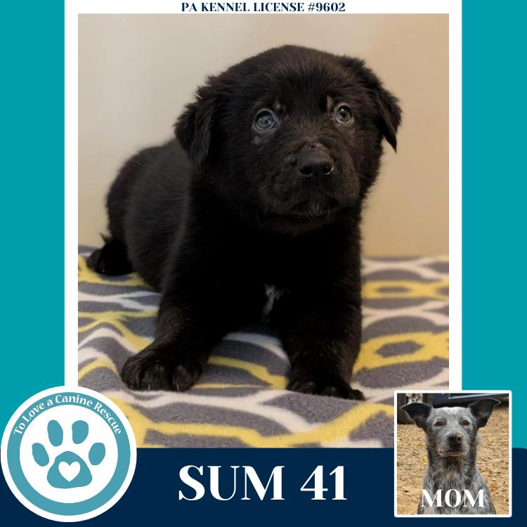 Enlarge Sum 41 (Ellie May's Warped Tour Setlist), a Adoptable mixed breed in Kimberton, PA image 3/6