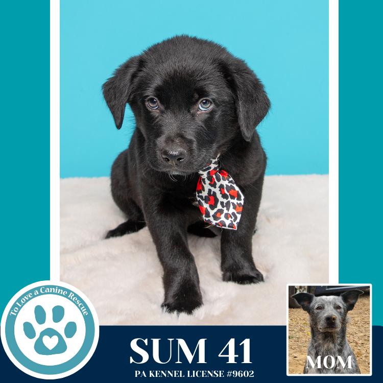 Enlarge Sum 41 (Ellie May's Warped Tour Setlist), a Adoptable mixed breed in Kimberton, PA image 4/6