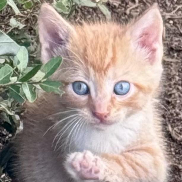 Dean, Adoptable, Kitten Male Domestic Short Hair & Domestic Short Hair.