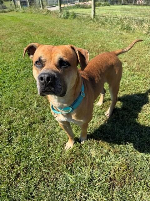 Enlarge Roman, a Adoptable mixed breed in Augusta, WV image 3/3