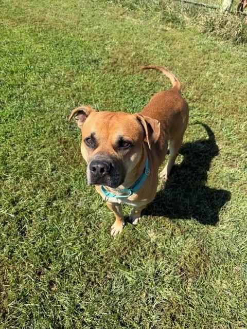 Enlarge Roman, a Adoptable mixed breed in Augusta, WV image 2/3