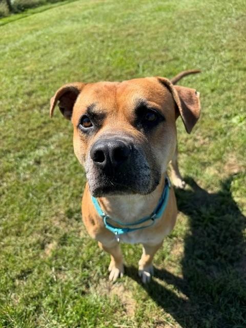 Roman, Adoptable, Adult Male Boxer & Pit Bull Terrier.