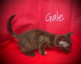 Enlarge Gale, a Adoptable Domestic Short Hair in Pleasanton, TX image 1/2
