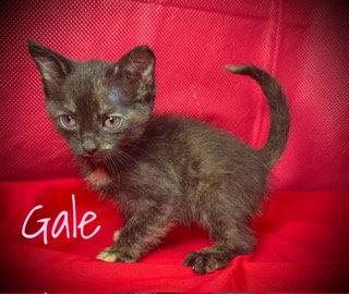 Enlarge Gale, a Adoptable Domestic Short Hair in Pleasanton, TX image 2/2