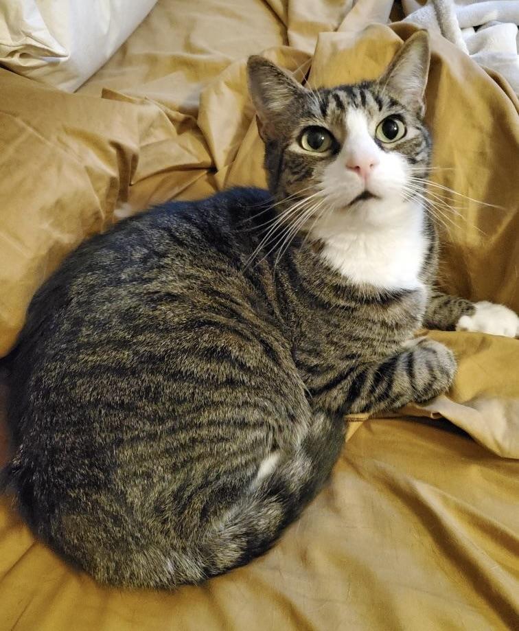 Caleb, Adoptable, Adult Male Domestic Short Hair.