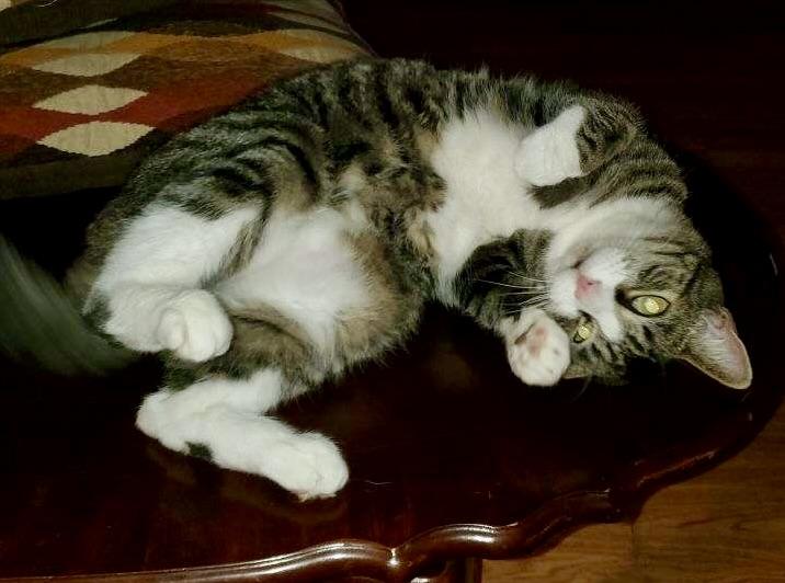 Enlarge Caleb, a Adoptable Domestic Short Hair in BLACK MOUNTAIN, NC image 2/6