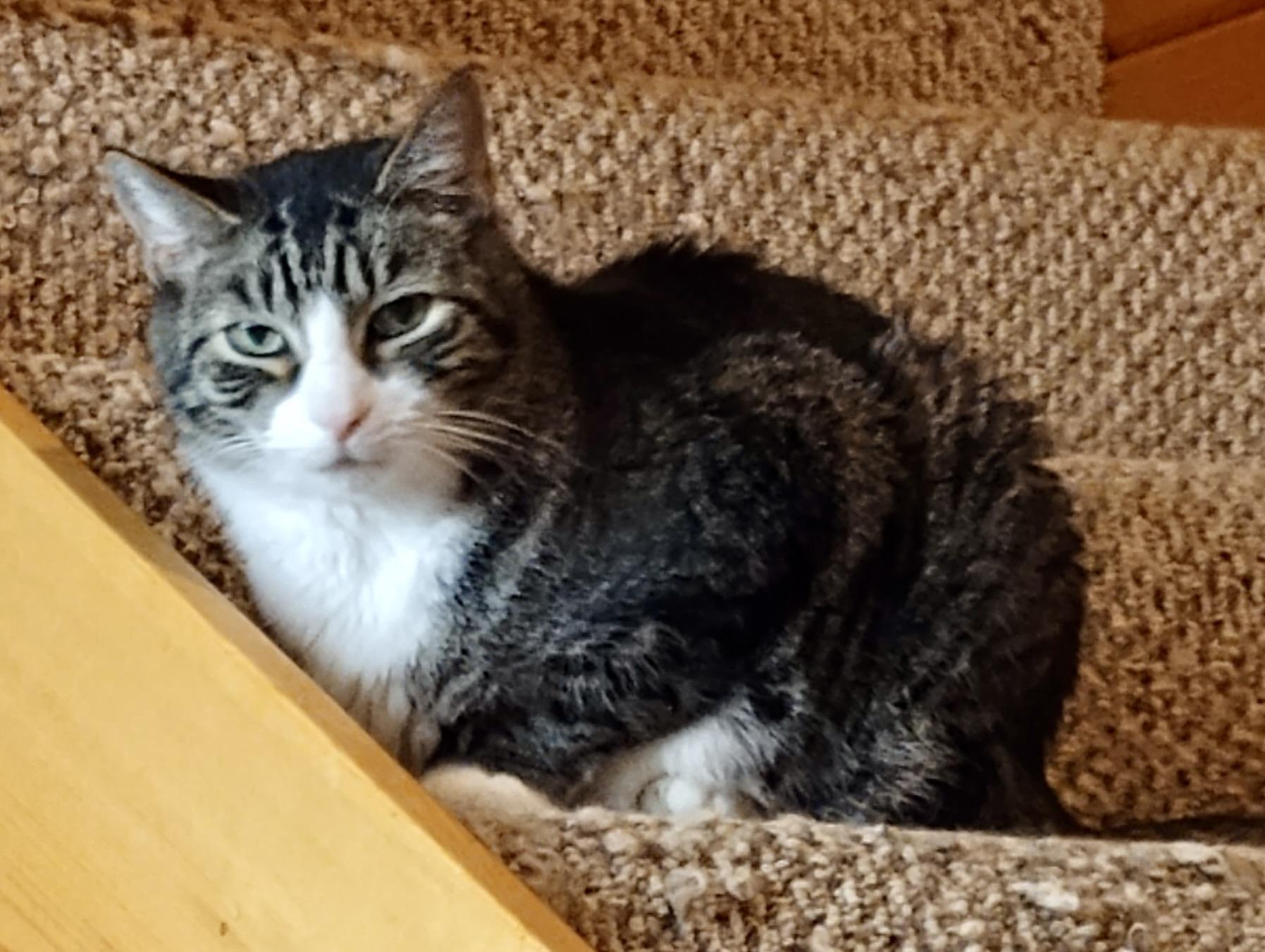 Enlarge Caleb, a Adoptable Domestic Short Hair in BLACK MOUNTAIN, NC image 4/6