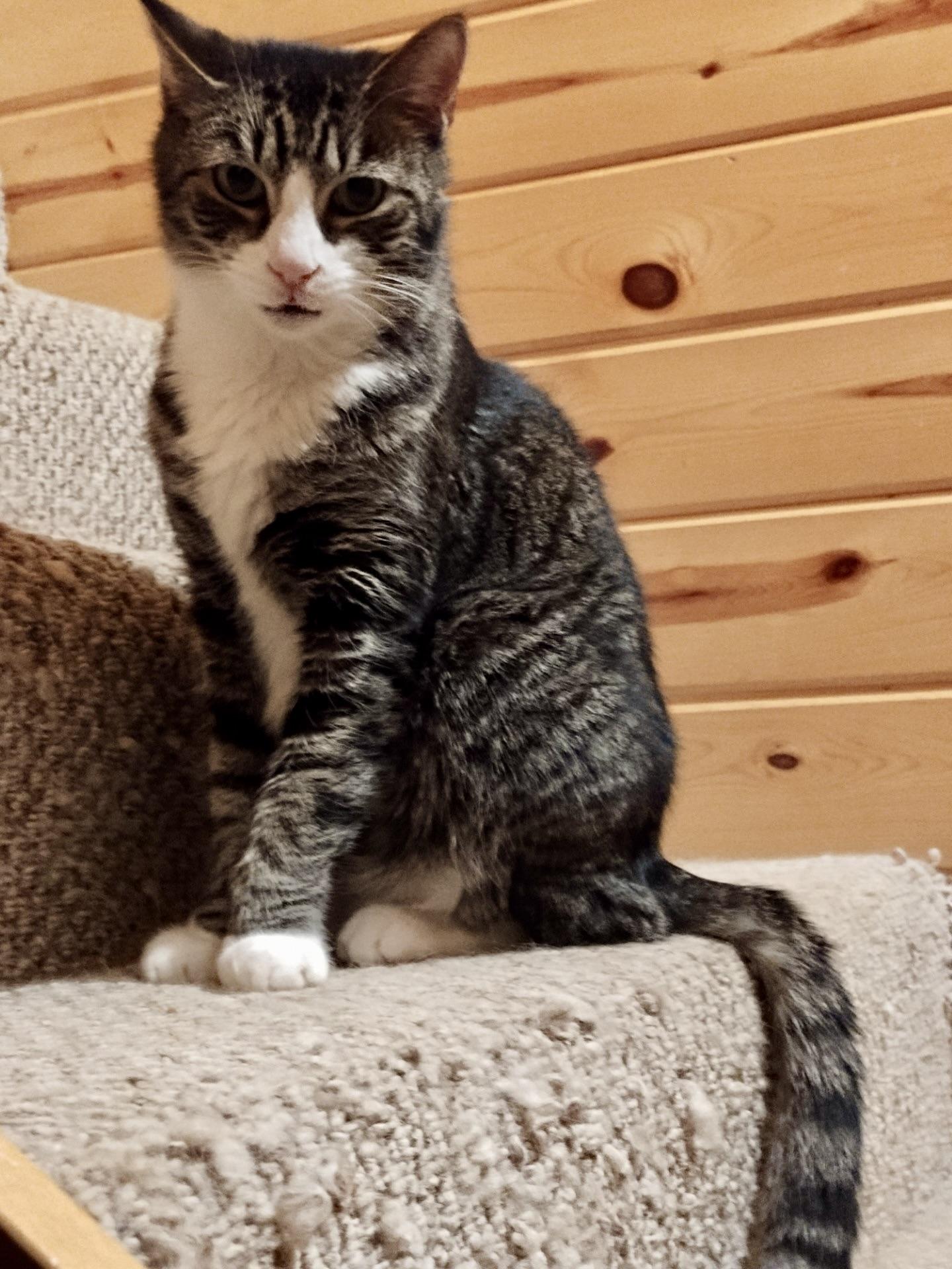 Enlarge Caleb, a Adoptable Domestic Short Hair in BLACK MOUNTAIN, NC image 5/6