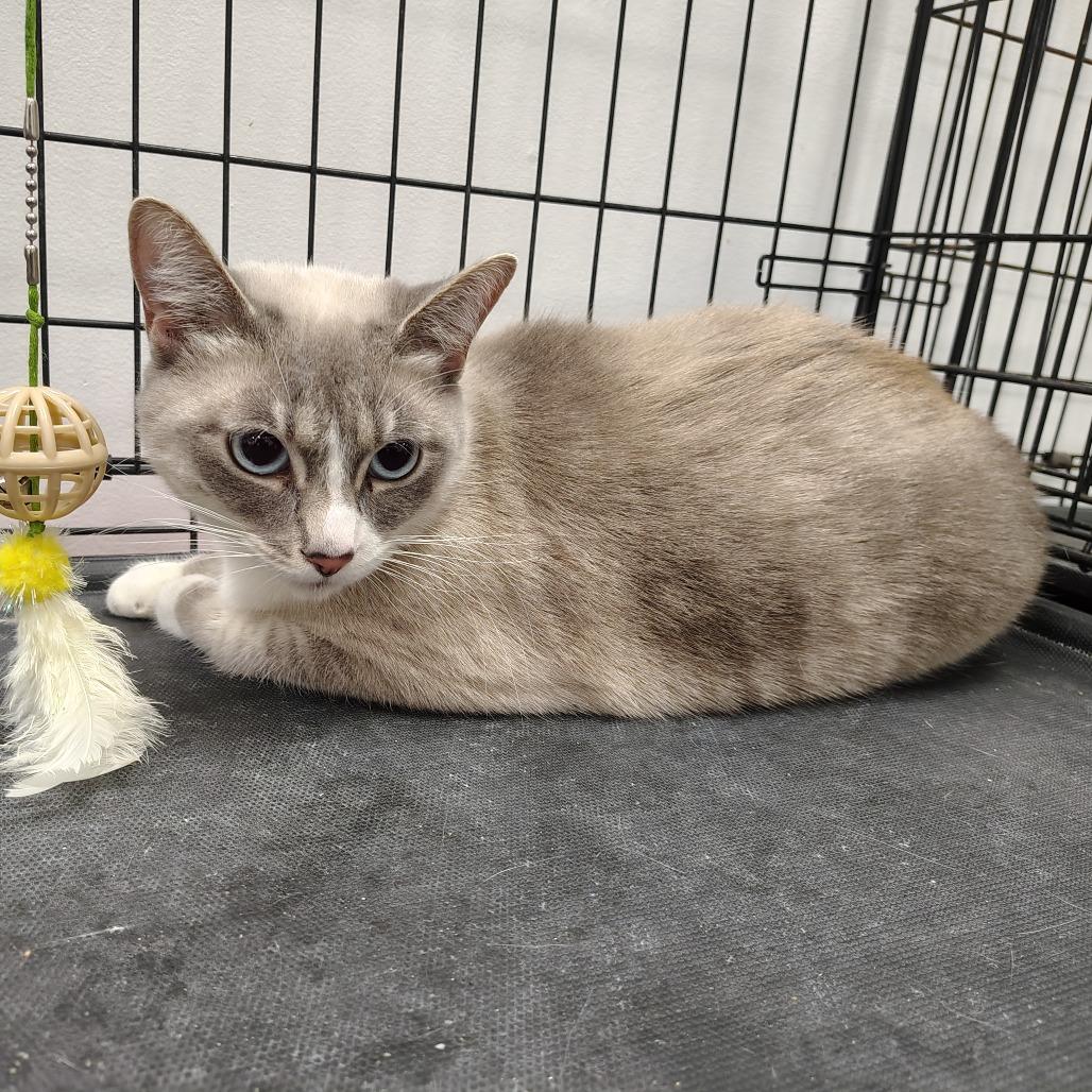 Lavender, a Adoptable mixed breed in Coos Bay, OR image 1/4