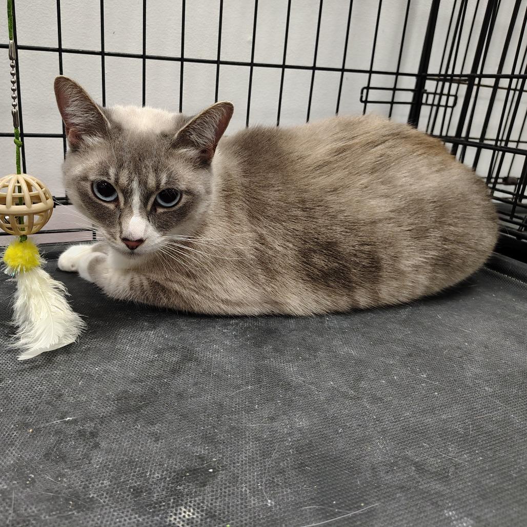 Lavender, a Adoptable mixed breed in Coos Bay, OR image 2/4