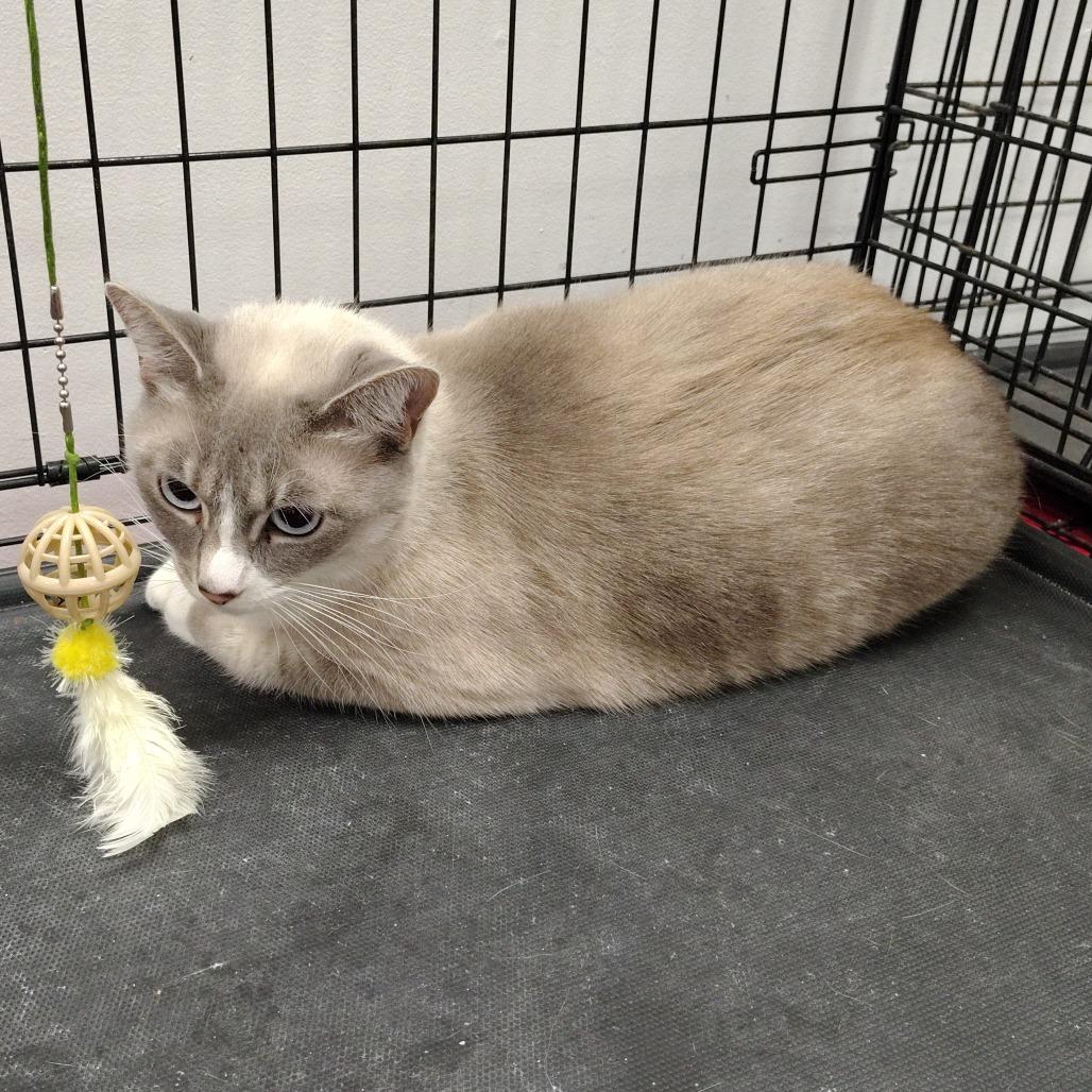 Lavender, a Adoptable mixed breed in Coos Bay, OR image 3/4