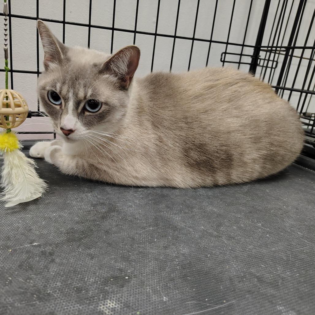 Lavender, a Adoptable mixed breed in Coos Bay, OR image 4/4