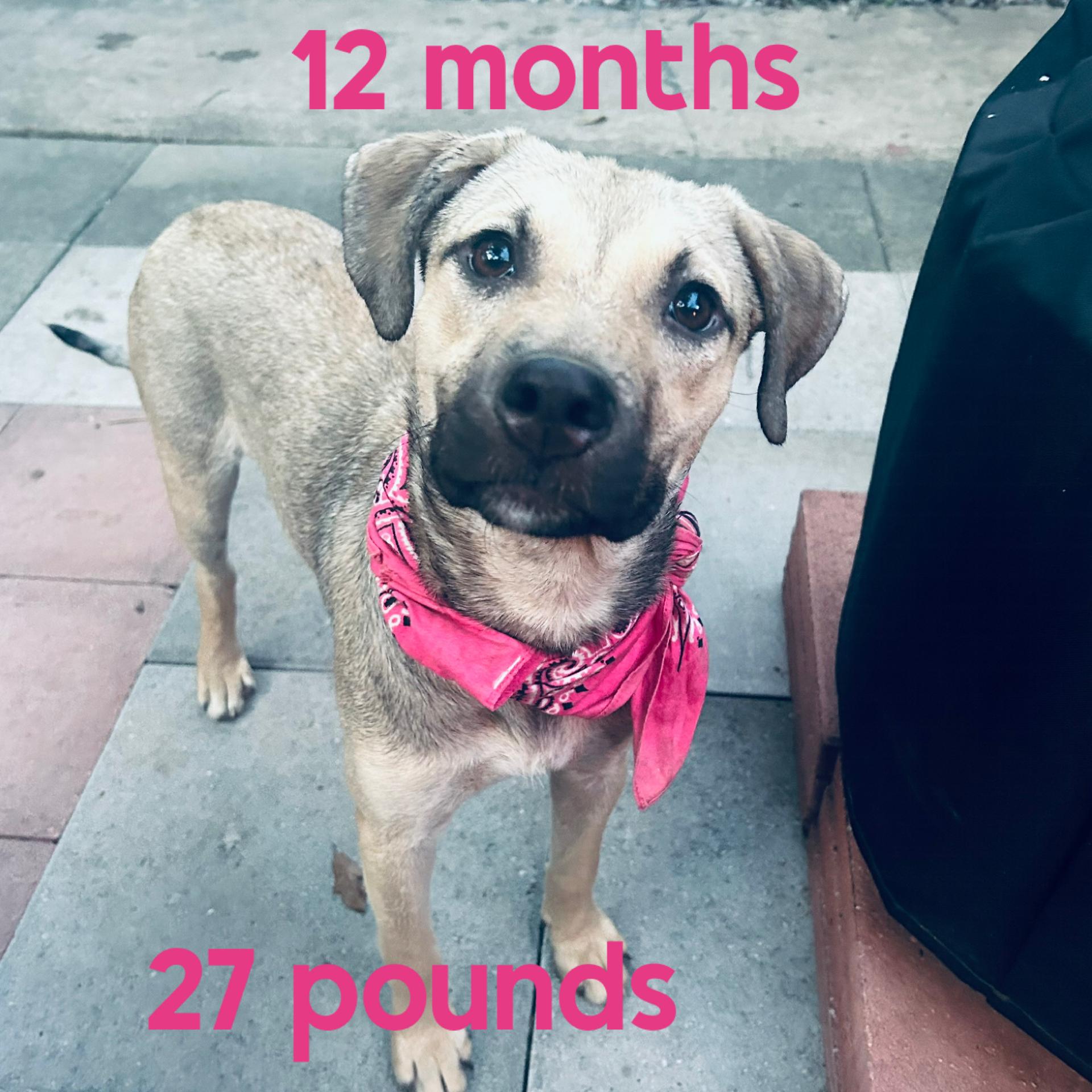 S'Mores, adopted, Young Female Mixed Breed.