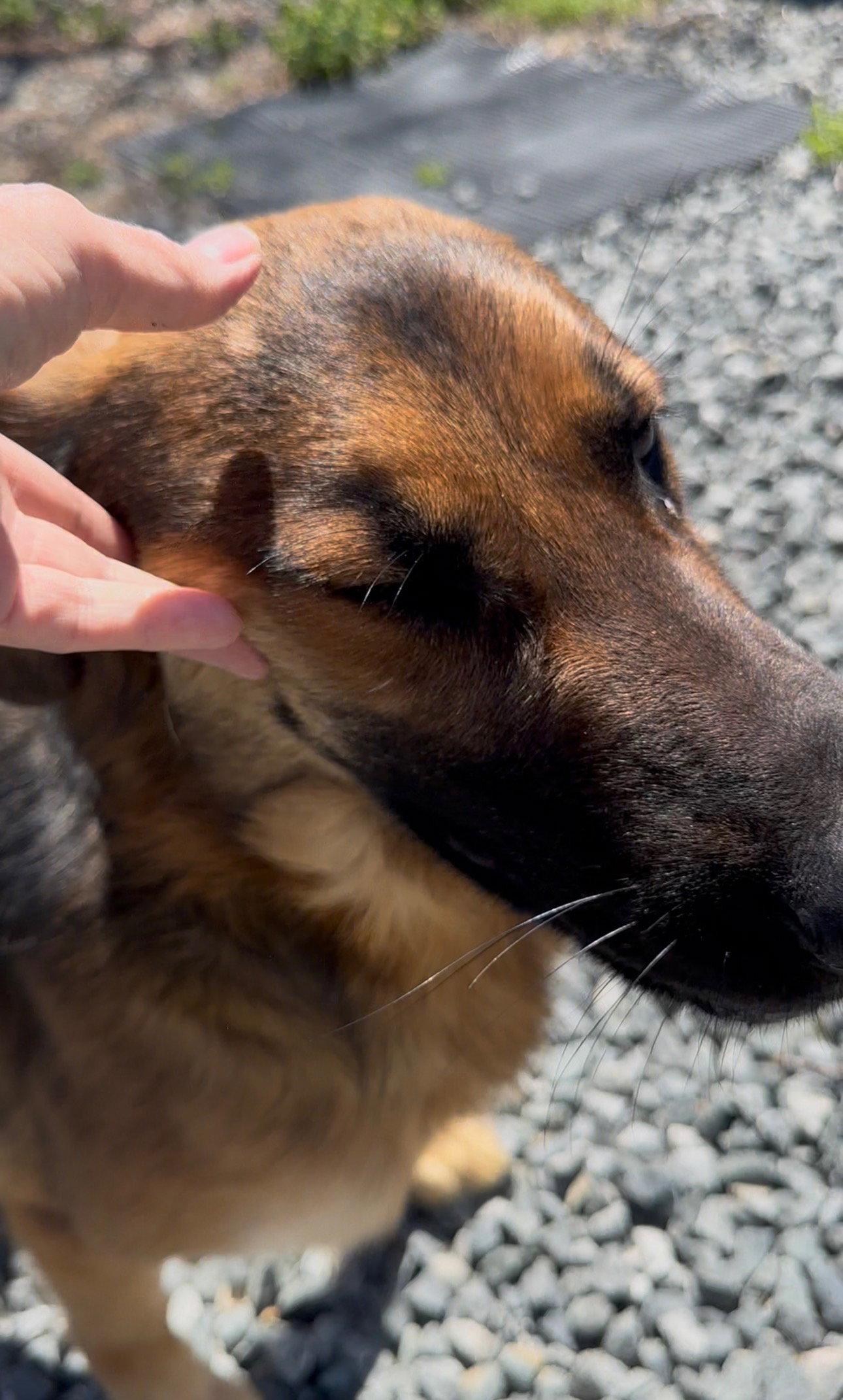 Watson, Adopted, Young Male German Shepherd Dog & Golden Retriever.