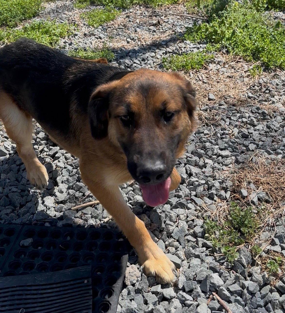 Enlarge Watson, a Adopted mixed breed in Thomasville, NC image 2/3