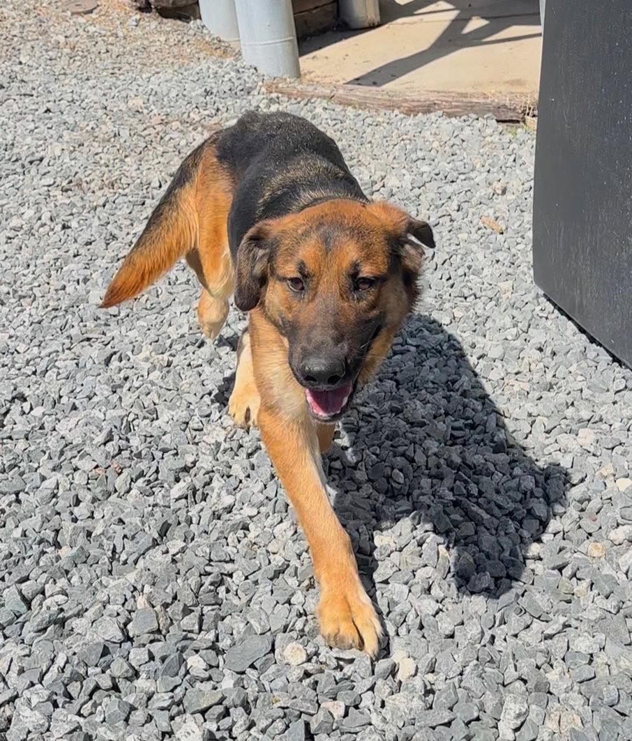 Enlarge Watson, a Adopted mixed breed in Thomasville, NC image 3/3