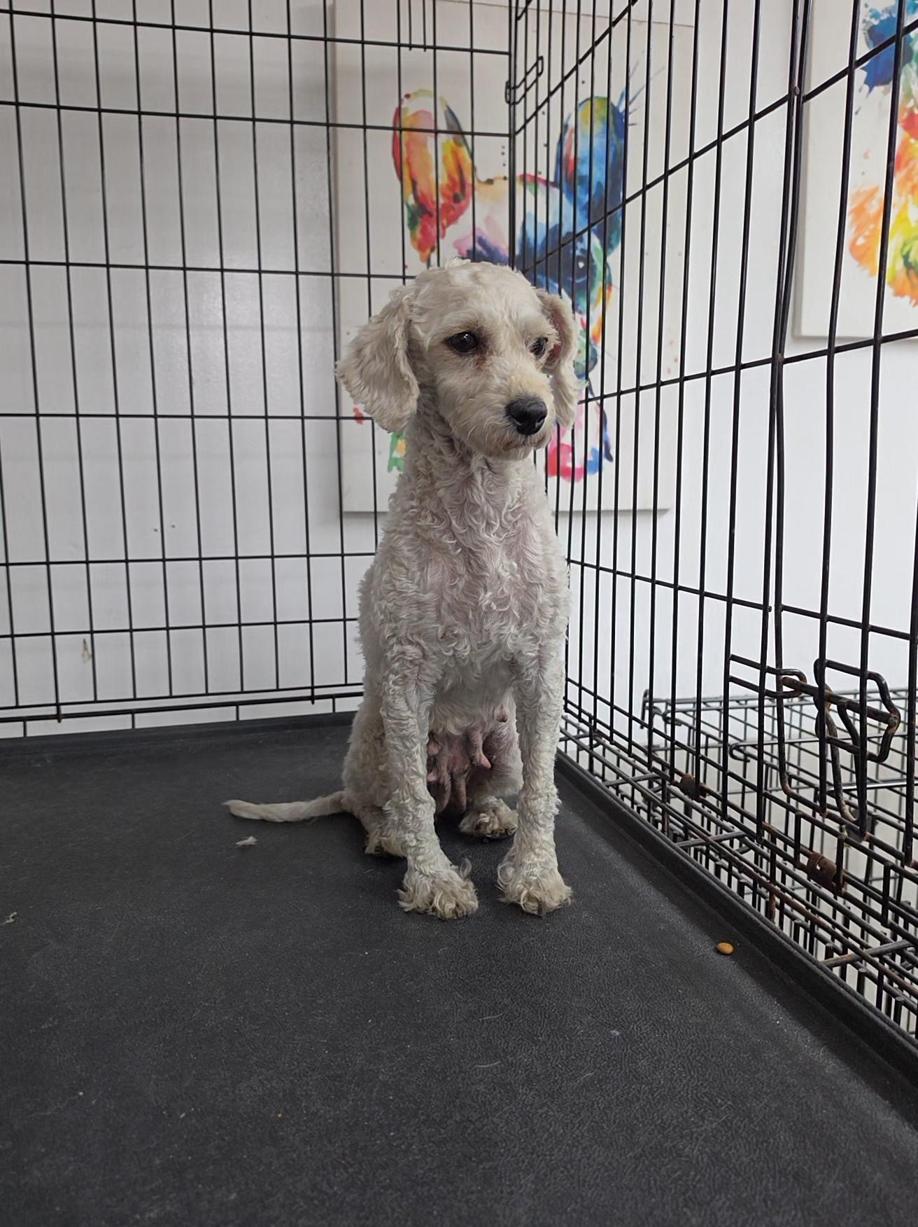 Enlarge Brandy, a ADOPTABLE Miniature Poodle in LaGrange, IN image 5/5