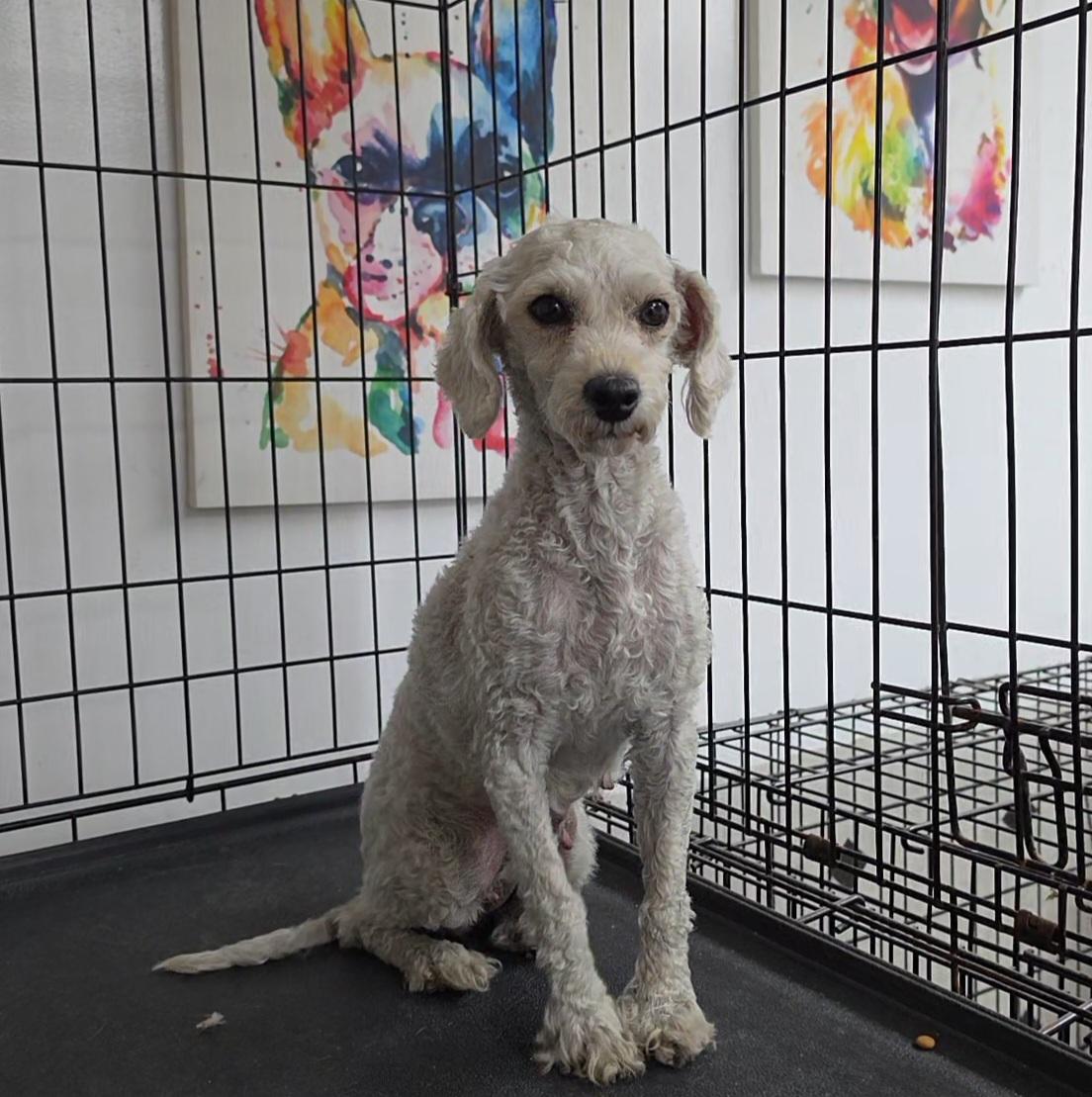 Enlarge Brandy, a ADOPTABLE Miniature Poodle in LaGrange, IN image 3/5