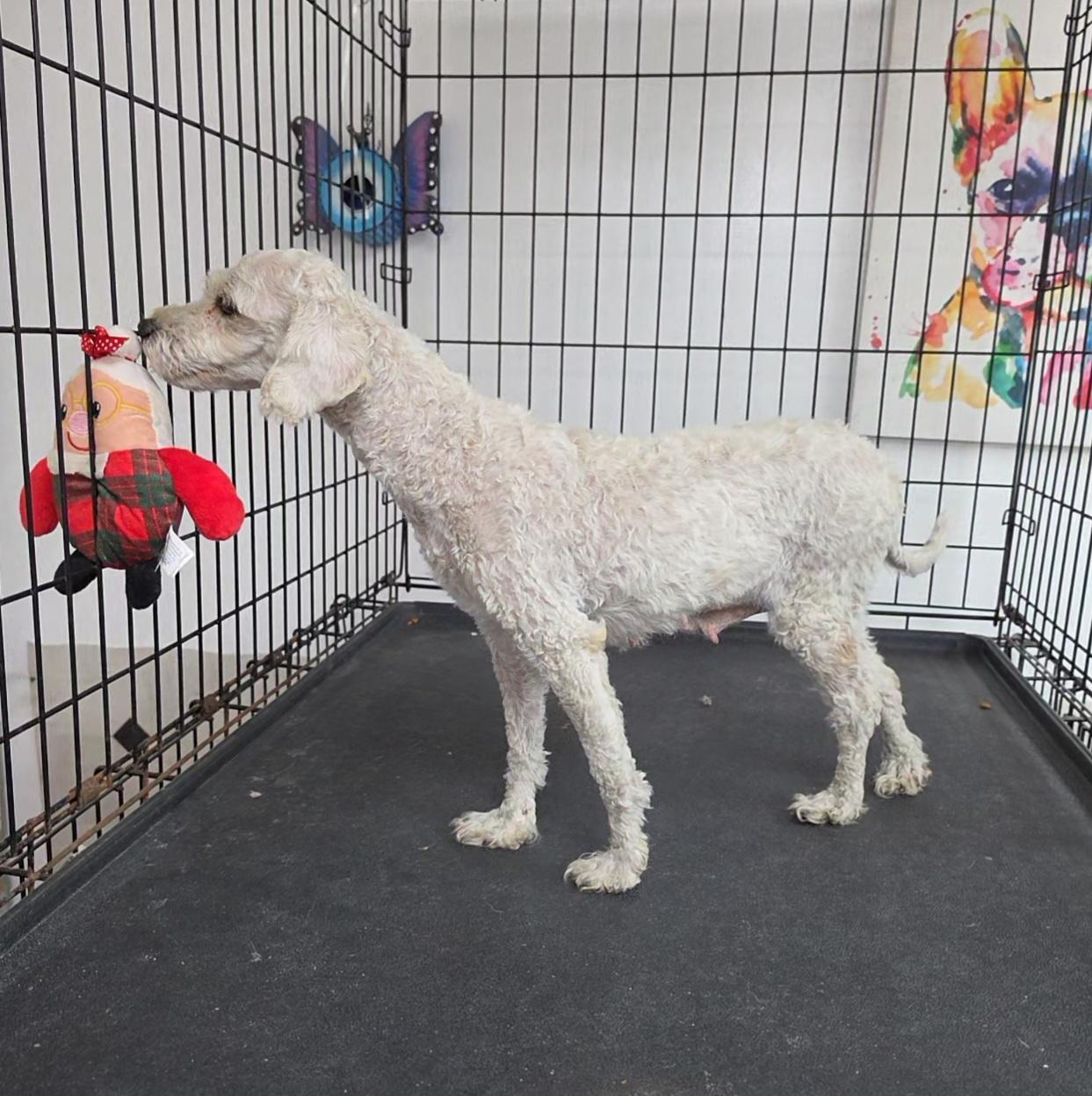 Enlarge Brandy, a ADOPTABLE Miniature Poodle in LaGrange, IN image 2/5
