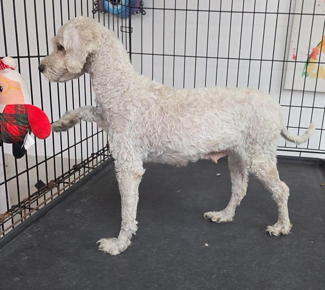 Enlarge Brandy, a ADOPTABLE Miniature Poodle in LaGrange, IN image 4/5