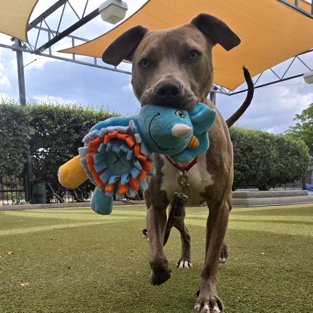 Mickey, a Adoptable mixed breed in Albuquerque, NM image 3/6