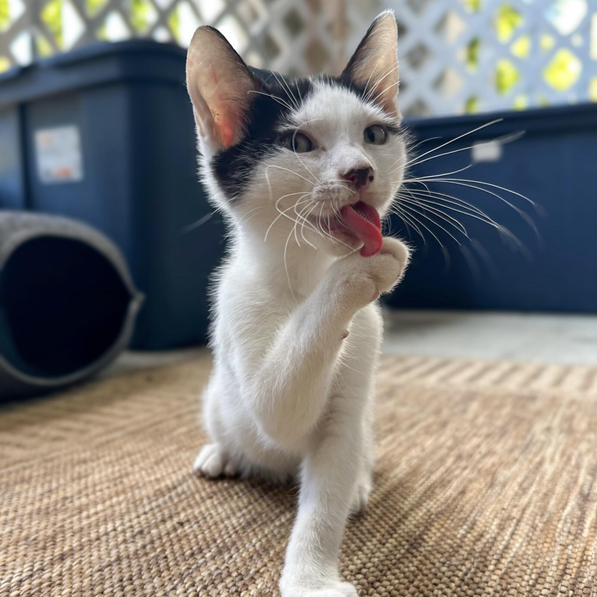 Haven — thumbnail 5