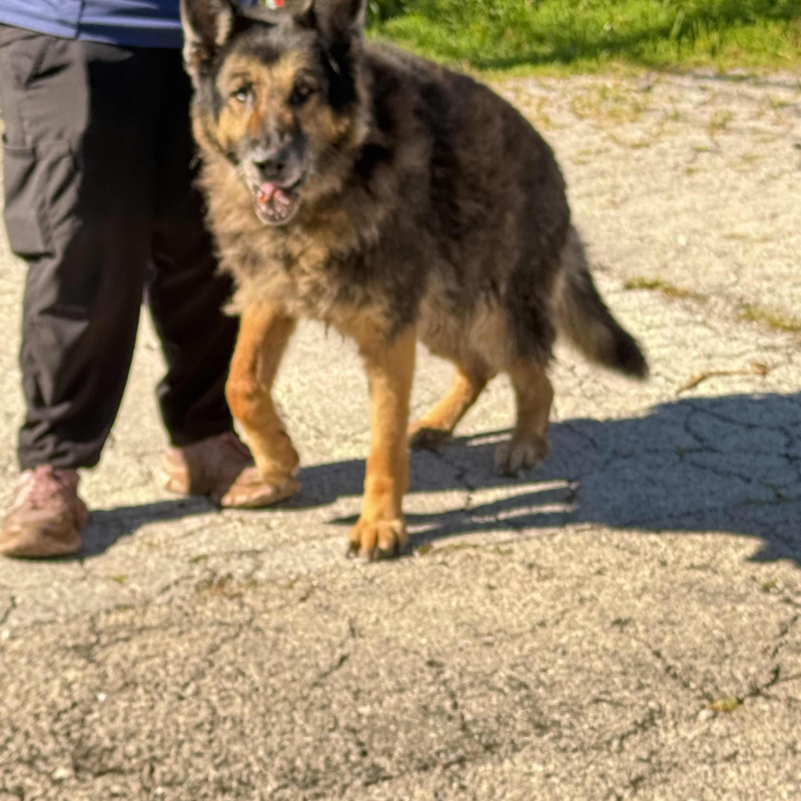 Ruger, a ADOPTABLE German Shepherd Dog in Steger, IL image 2/3