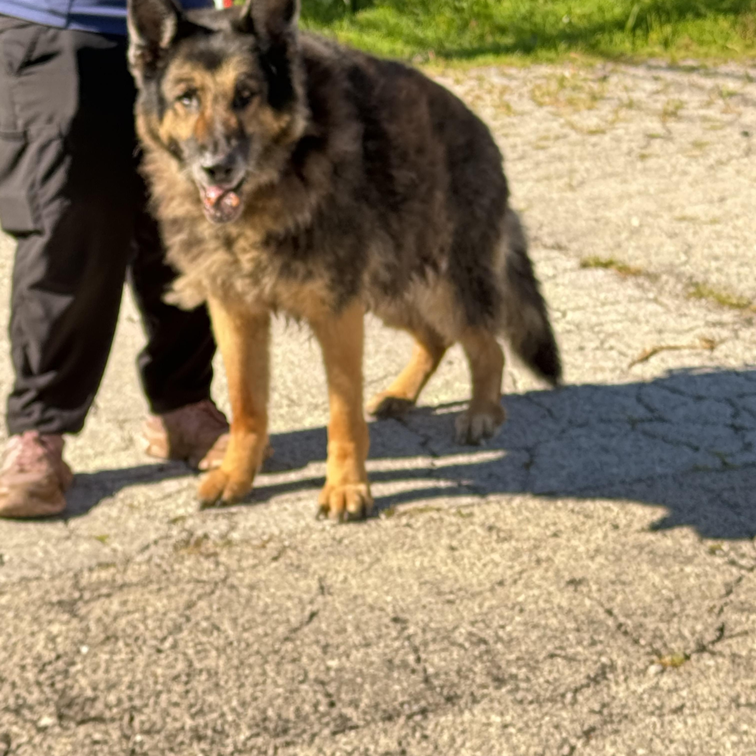 Ruger, a ADOPTABLE German Shepherd Dog in Steger, IL image 3/3