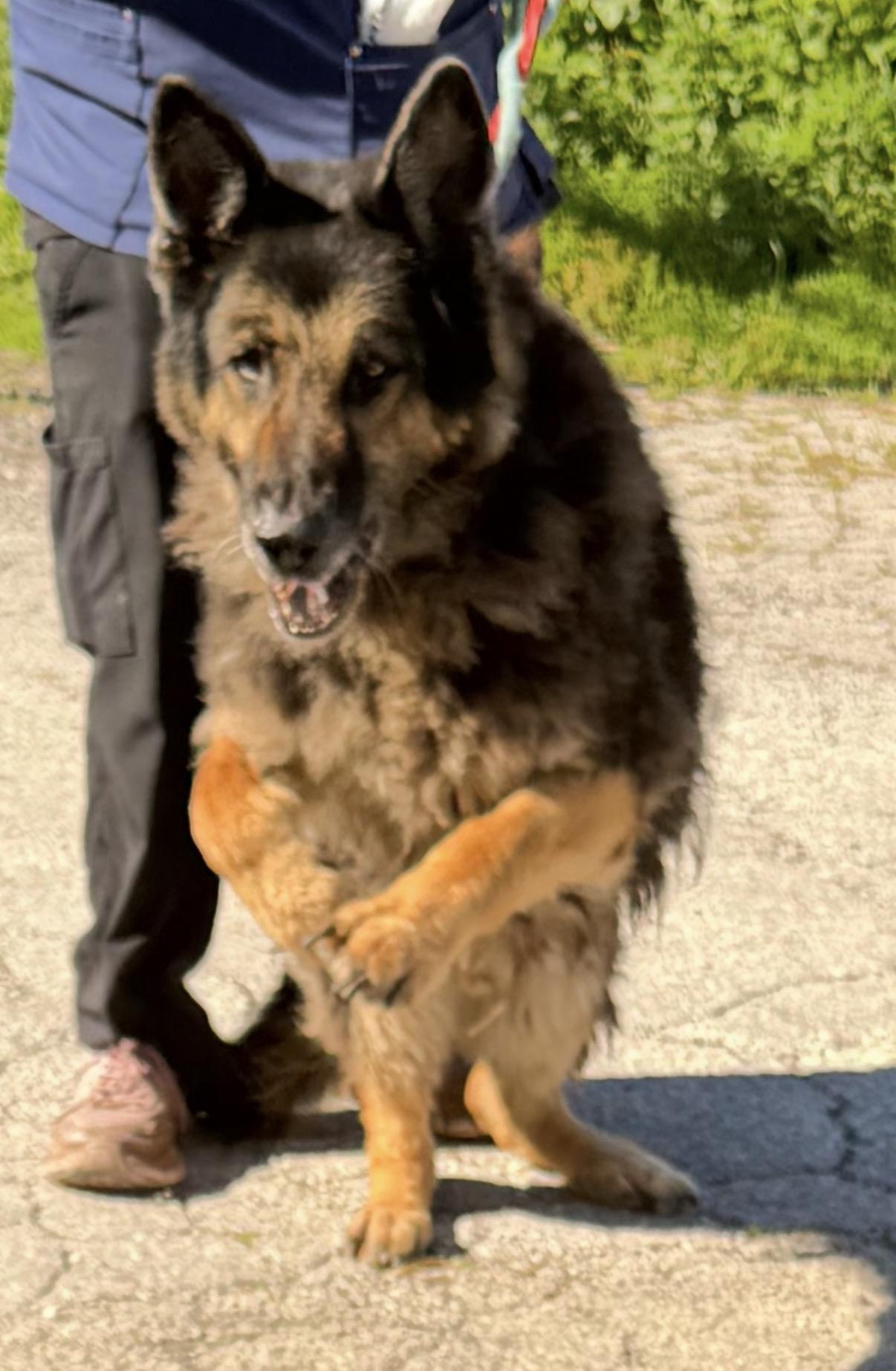 Ruger, ADOPTABLE, Senior Male German Shepherd Dog.