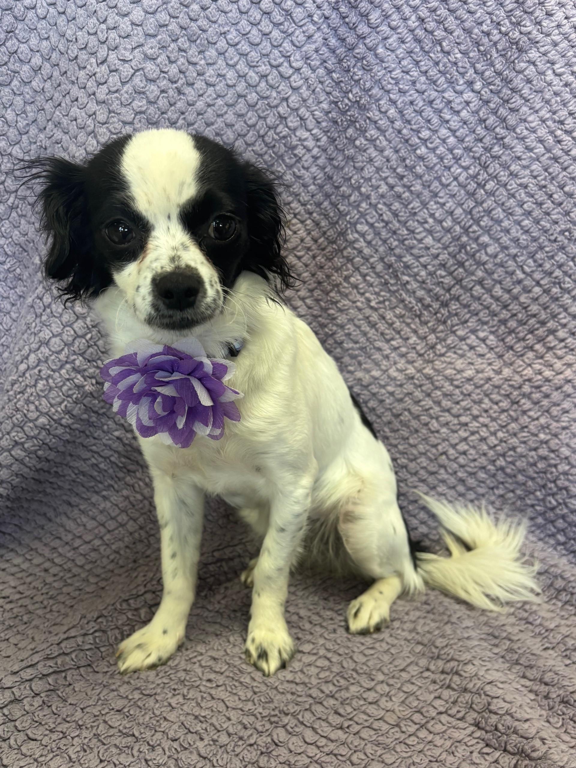 Cookie, an adoptable Papillon, Chihuahua in Lodi, CA, 95241 | Photo Image 4