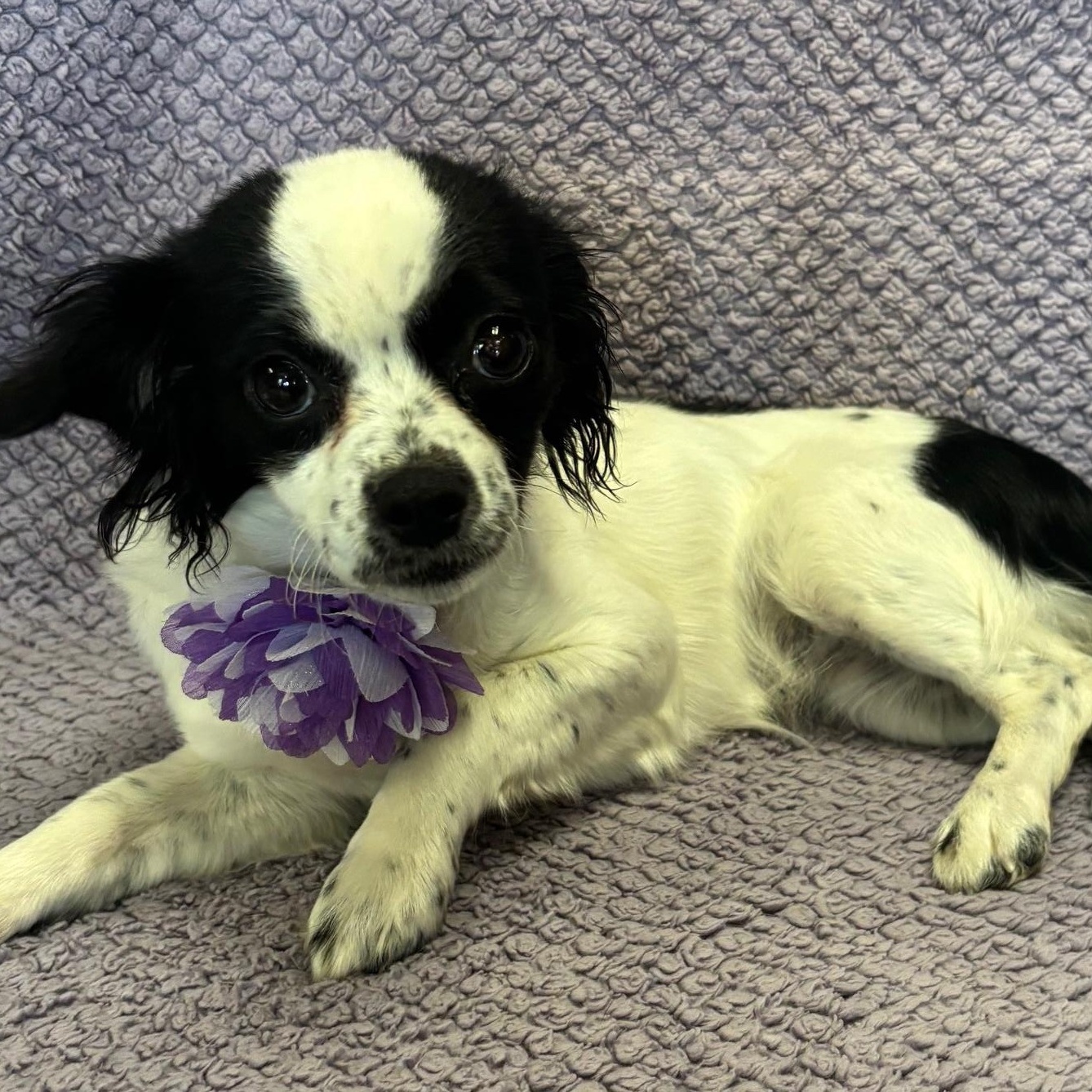Cookie, an adoptable Papillon, Chihuahua in Lodi, CA, 95241 | Photo Image 3