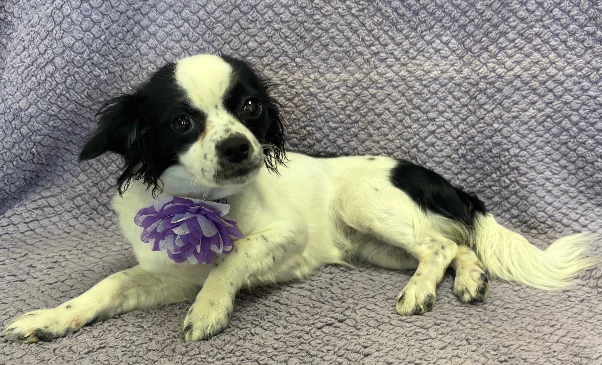 Cookie, an adoptable Papillon, Chihuahua in Lodi, CA, 95241 | Photo Image 2