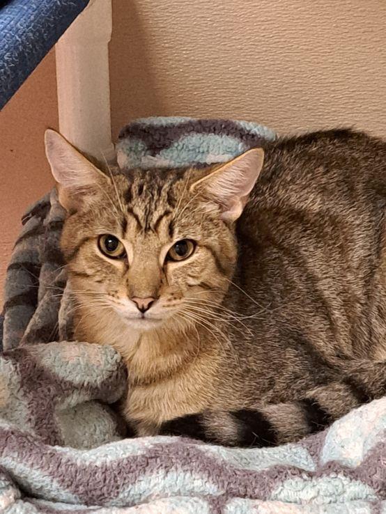 Enlarge Lenny, a Adoptable Tabby in Carneys Point, NJ image 2/3