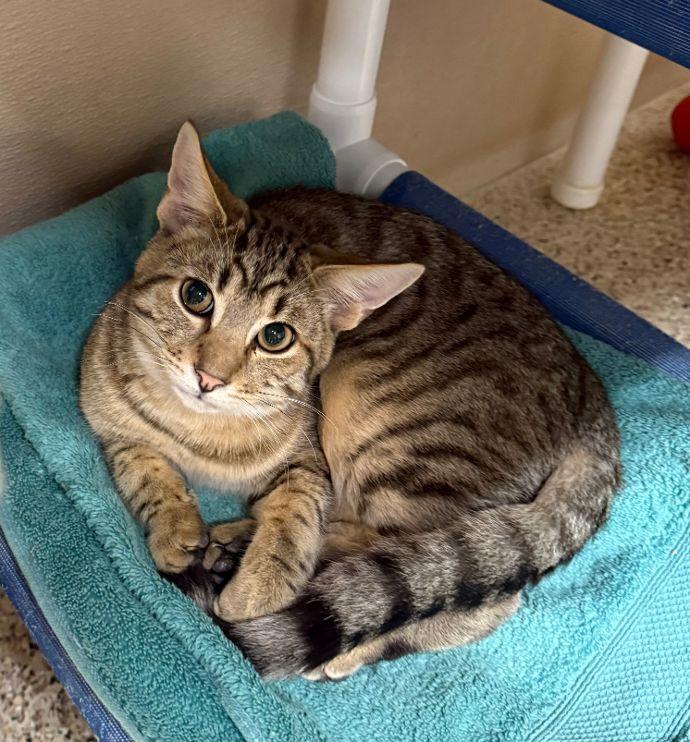 Enlarge Lenny, a Adoptable Tabby in Carneys Point, NJ image 1/3