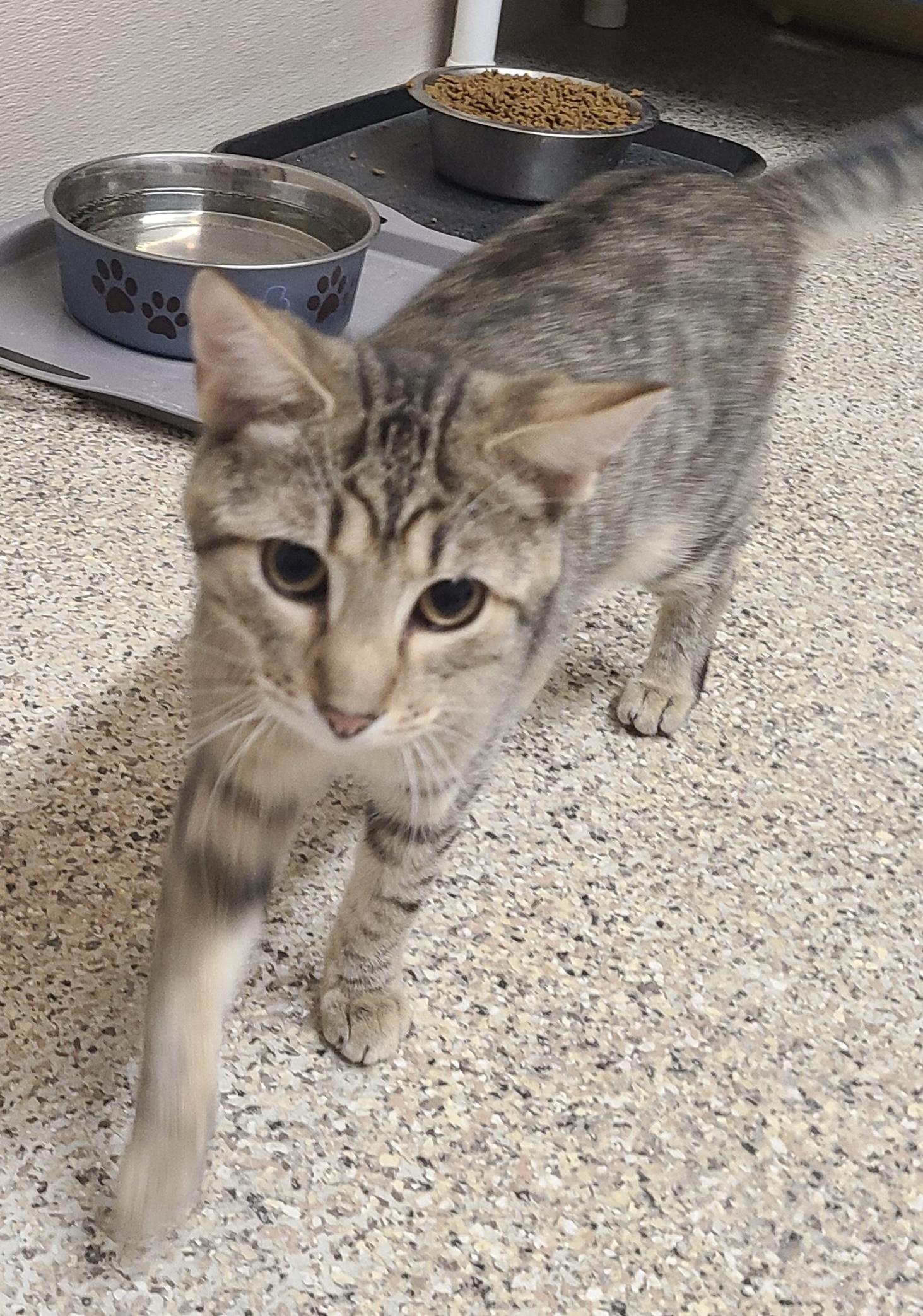 Enlarge Lenny, a Adoptable Tabby in Carneys Point, NJ image 3/3