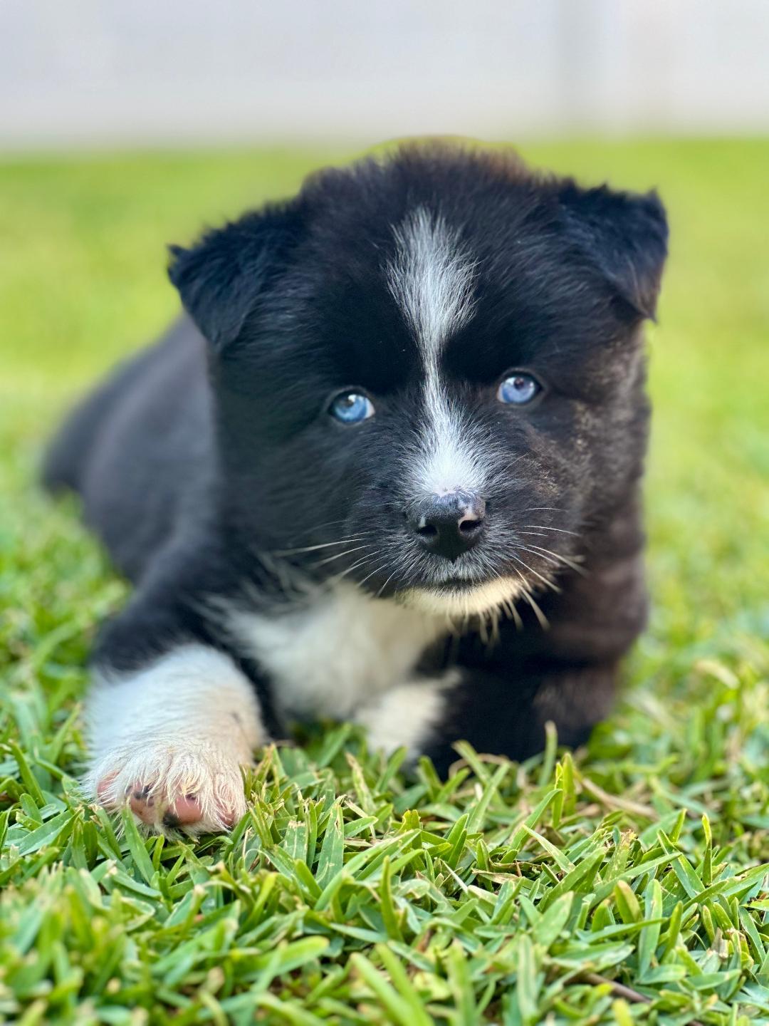 June, Adopted, Puppy Female Australian Shepherd.