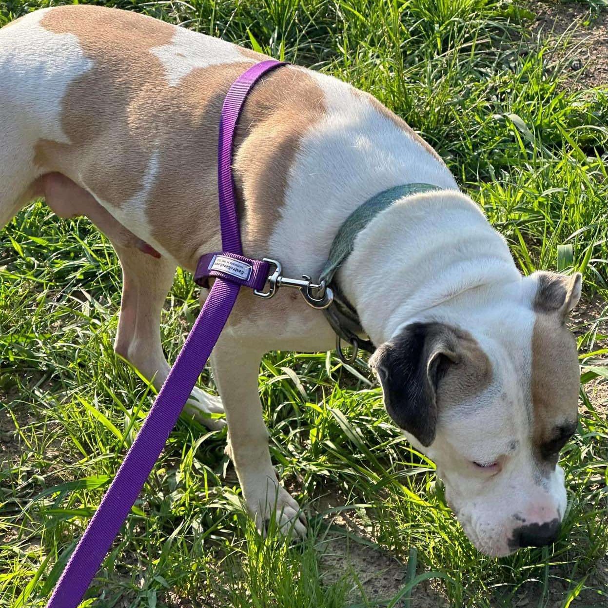 Enlarge Enoch, a Adoptable mixed breed in Rochester, NY image 4/6