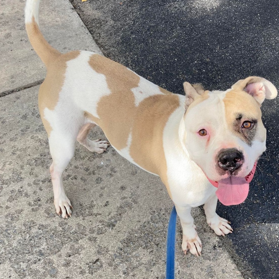 Enlarge Enoch, a Adoptable mixed breed in Rochester, NY image 2/6