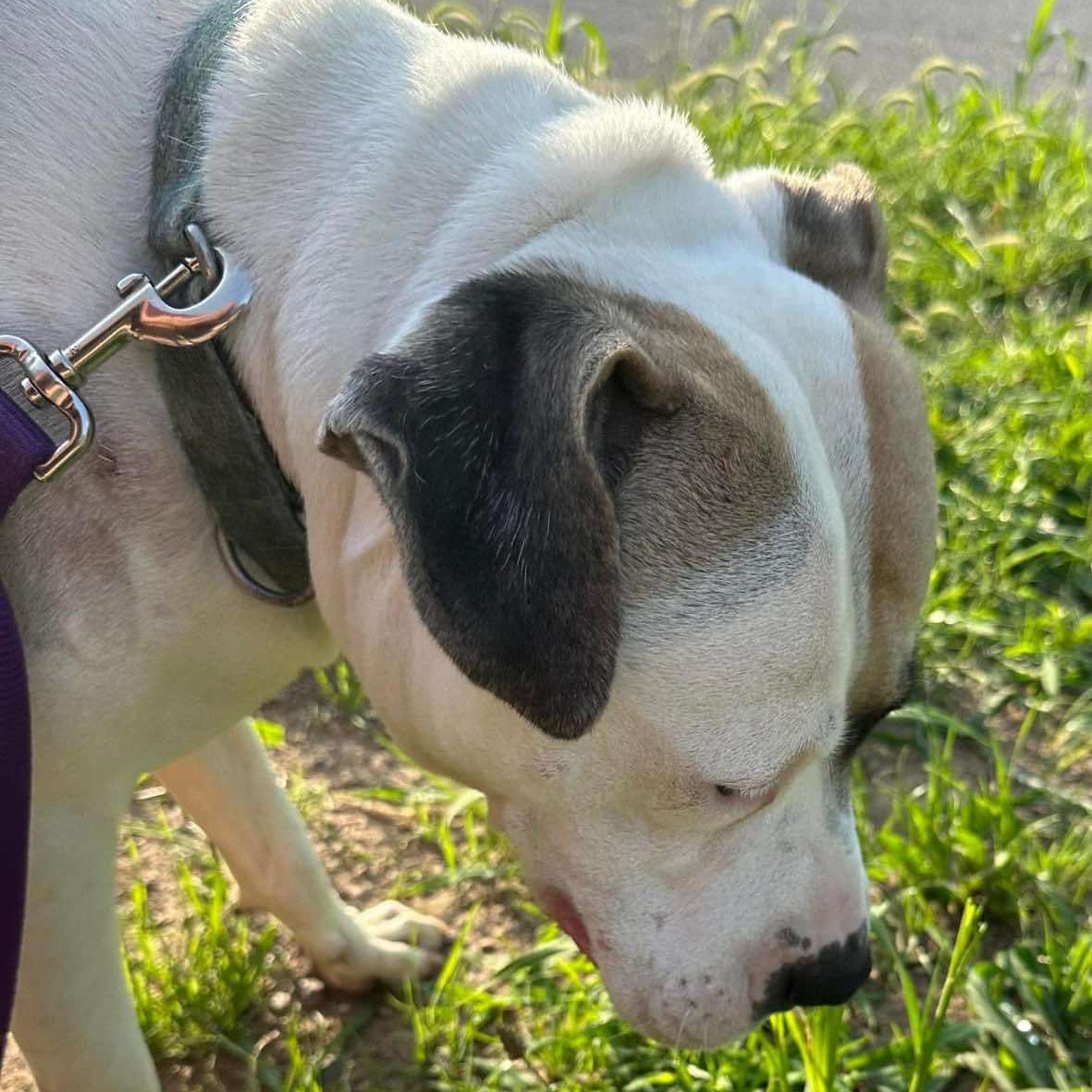 Enlarge Enoch, a Adoptable mixed breed in Rochester, NY image 6/6