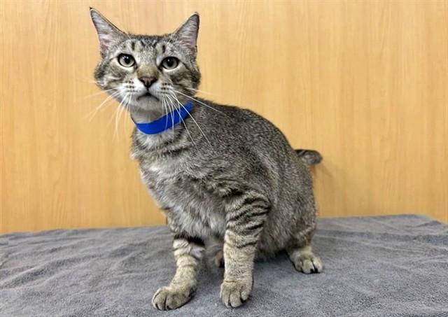 Enlarge MUNCH, a Adoptable Domestic Medium Hair in Saint Louis, MO image 1/1
